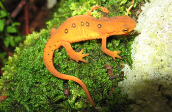 Red Spotted Newt, Photo By Kerry Wixted